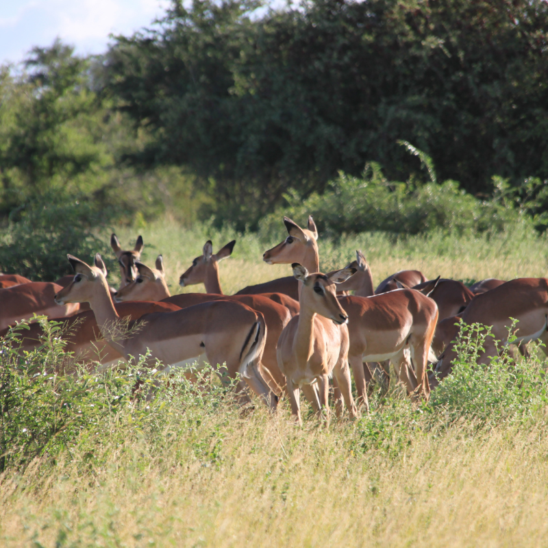 Impala_Kruger National Park_Safaria