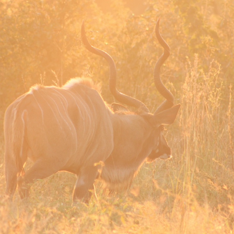 Kudu_Kruger National Park_Safaria