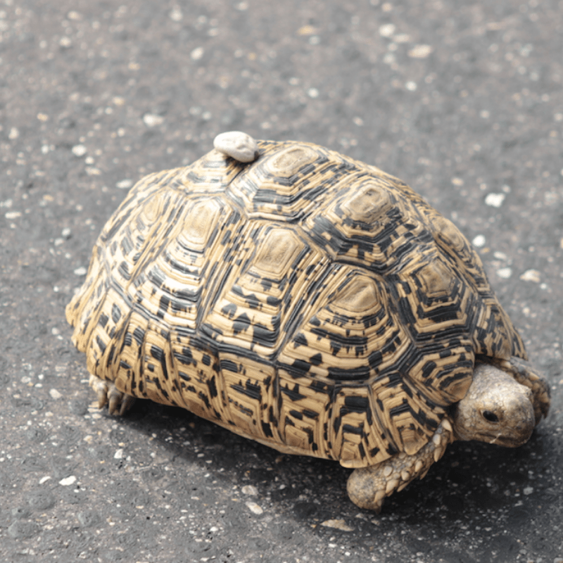 Leopard Tortoise_Kruger National Park_Safaria