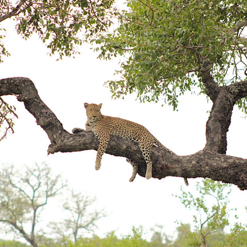 Leopard_Kruger National Park_Safaria