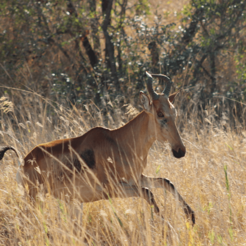 Lichtenstein Hartebeest_Kruger National Park_Safaria