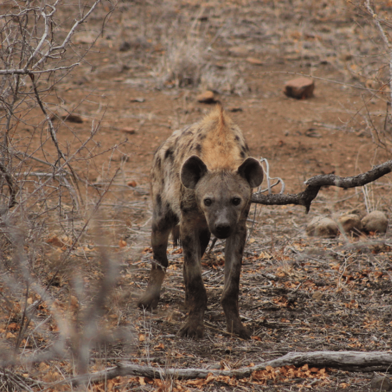 Spotted Hyena_Kruger National Park_Safaria