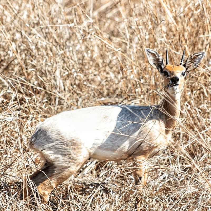 Steenbok_Kruger National Park_Safaria