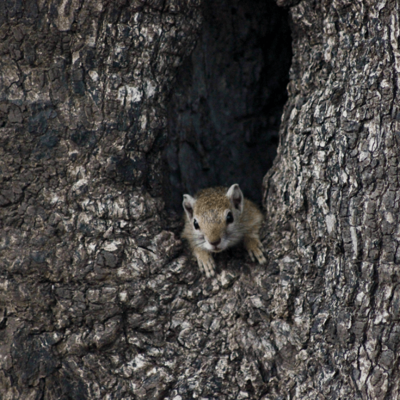 Tree Squirrel_Kruger National Park_Safaria