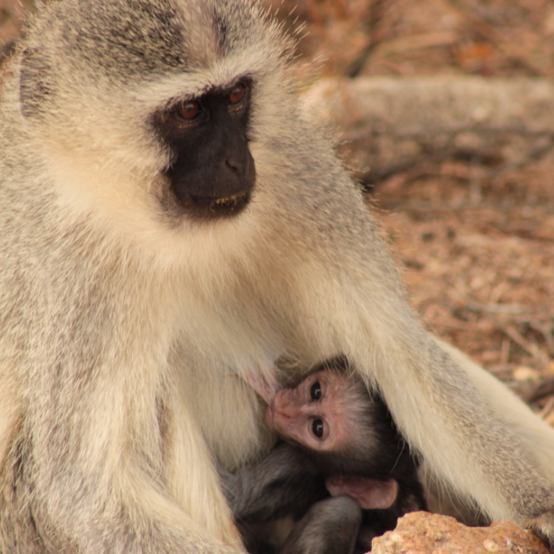 Vervet Monkey_Kruger National Park_Safaria