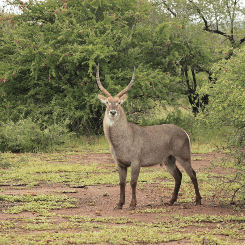 Waterbuck_Kruger National Park_Safaria