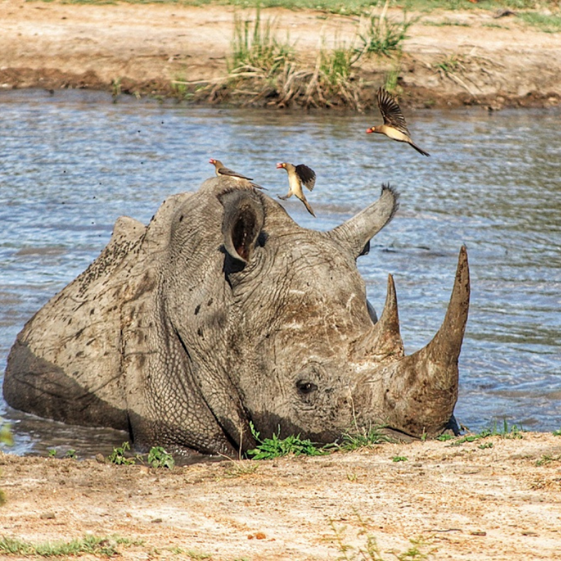 WHITE RHINO