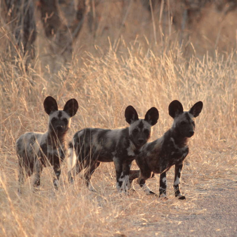 Wilddog_Kruger National Park_Safaria