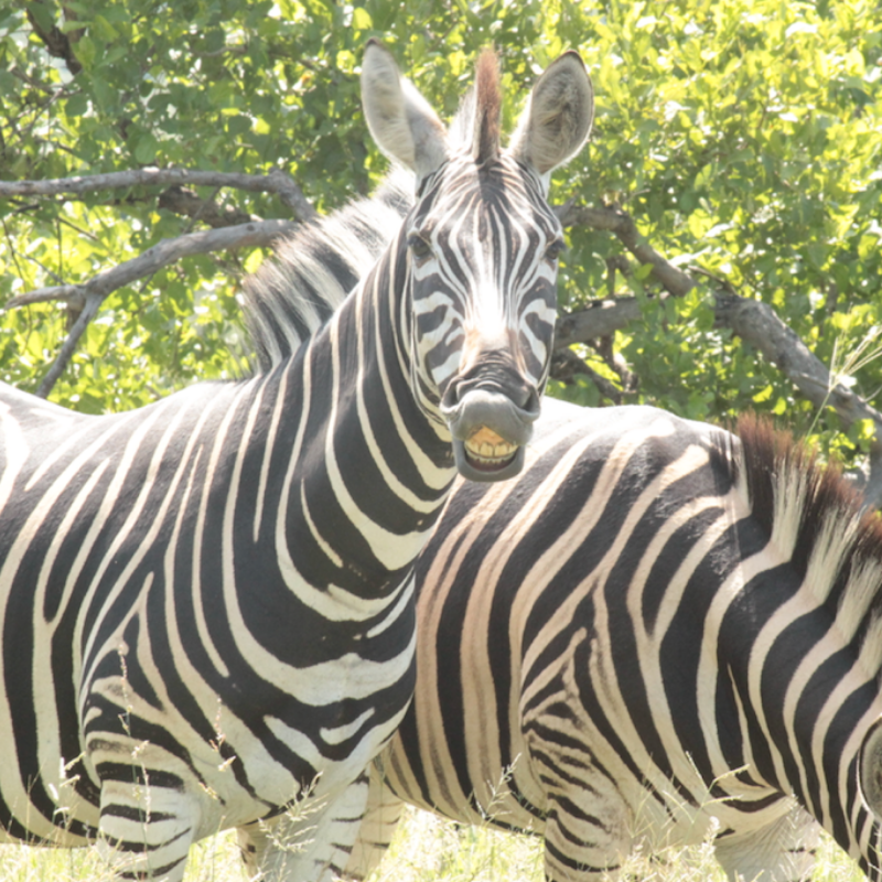 Zebra_Kruger National Park_Safaria