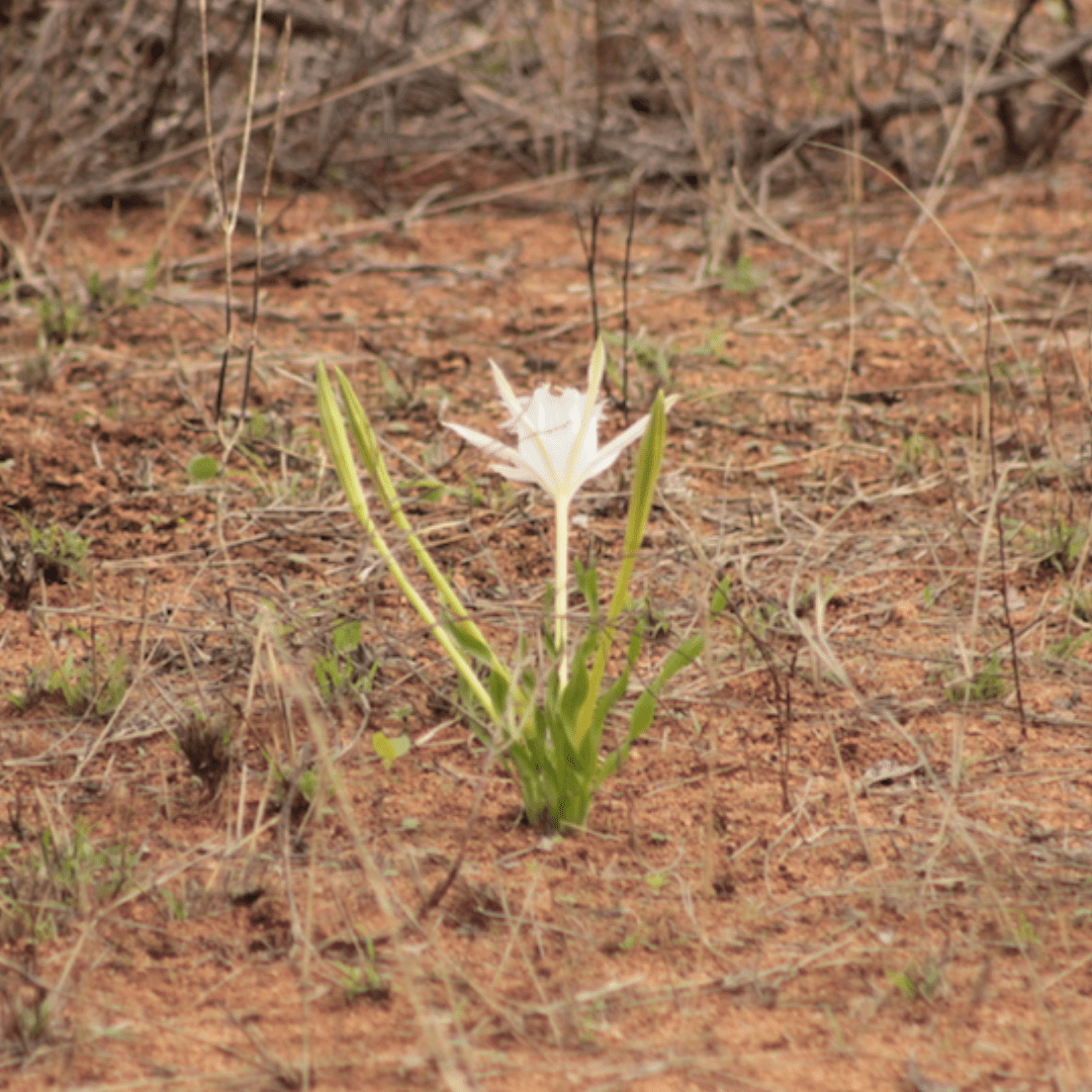 Flowers of kruger park_White Spider Lily Pancratium Tenuifolium