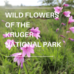 Wild flowers of the Kruger National Park