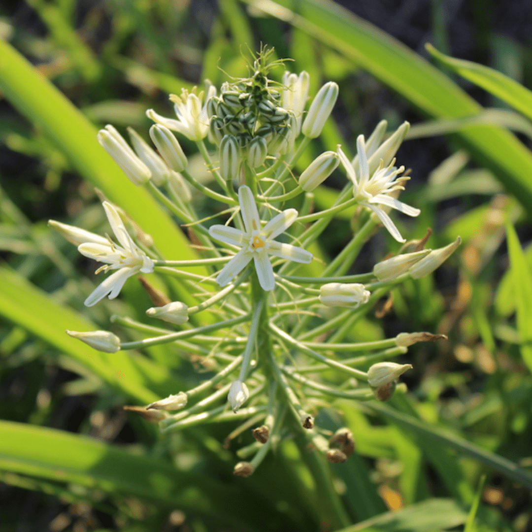 flowers of kruger park_Bushveld Chincherinchee