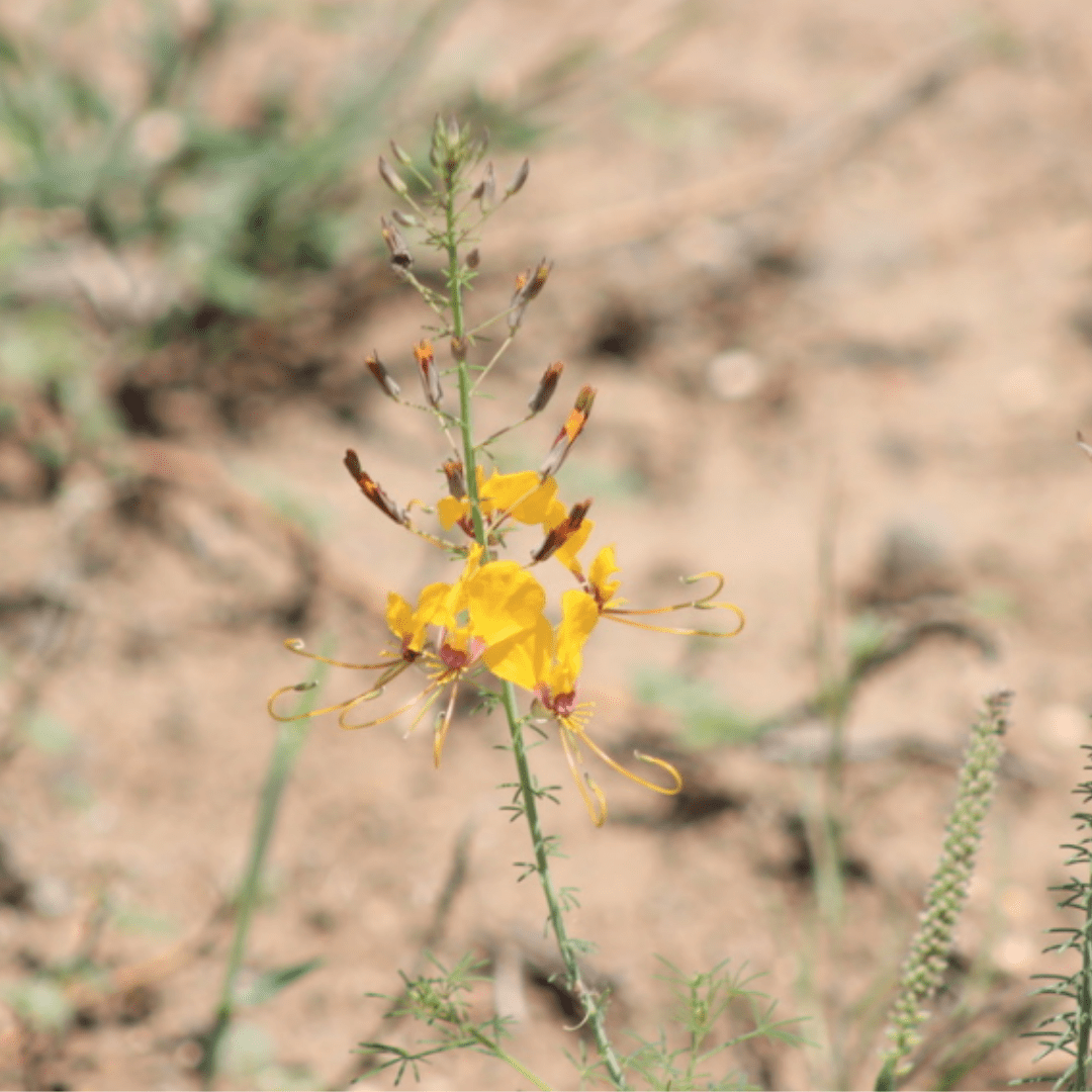 flowers of kruger park_Cleome Augustifolia