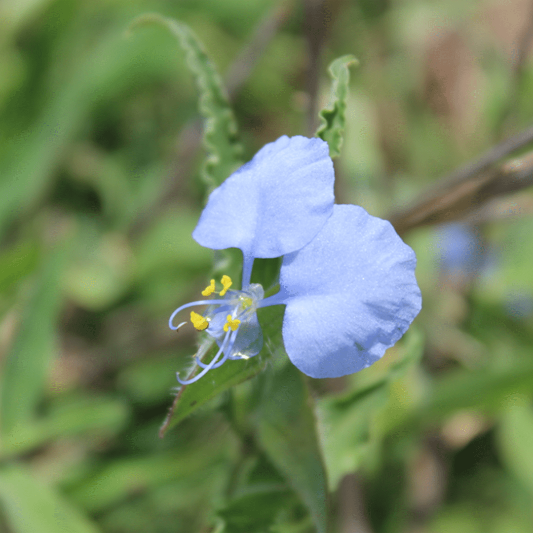 flowers of kruger park_Commelina