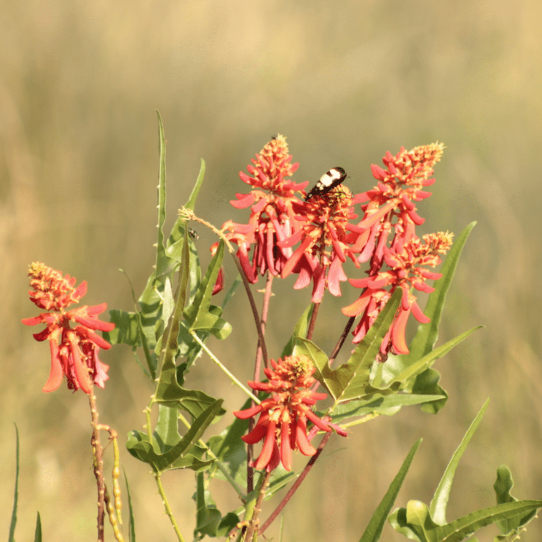 flowers of kruger park_Erythrina