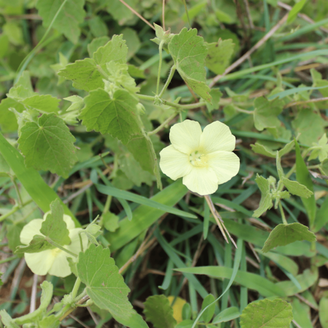 flowers of kruger park_Flannel Weed Sida cordifolia