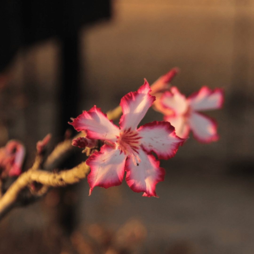 flowers of kruger park_Impala Lily