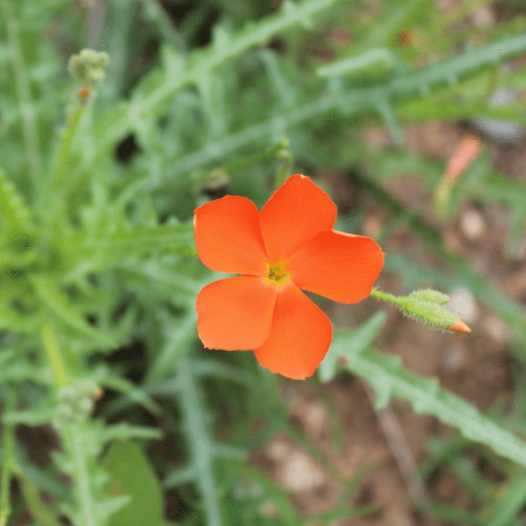 flowers of kruger park_Lions Eye