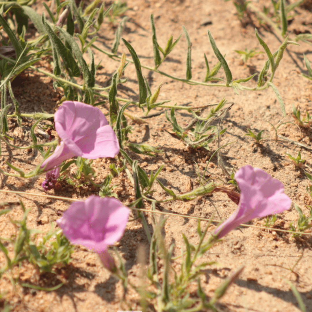 flowers of kruger park_Morning Glory Ipomoea purpurea