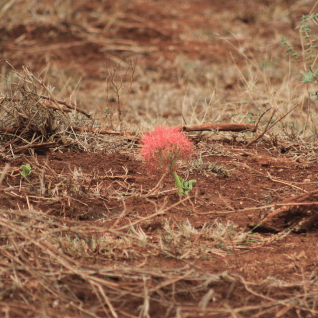 flowers of kruger park_Red Paintbrush Scadoxus puniceus