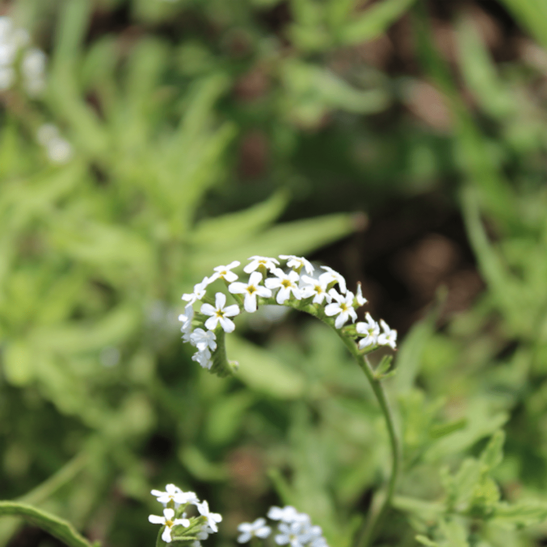 flowers of kruger park_String of Stars