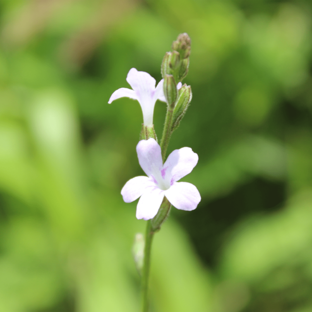 flowers of kruger park_Trachyandra erythrorrhiza