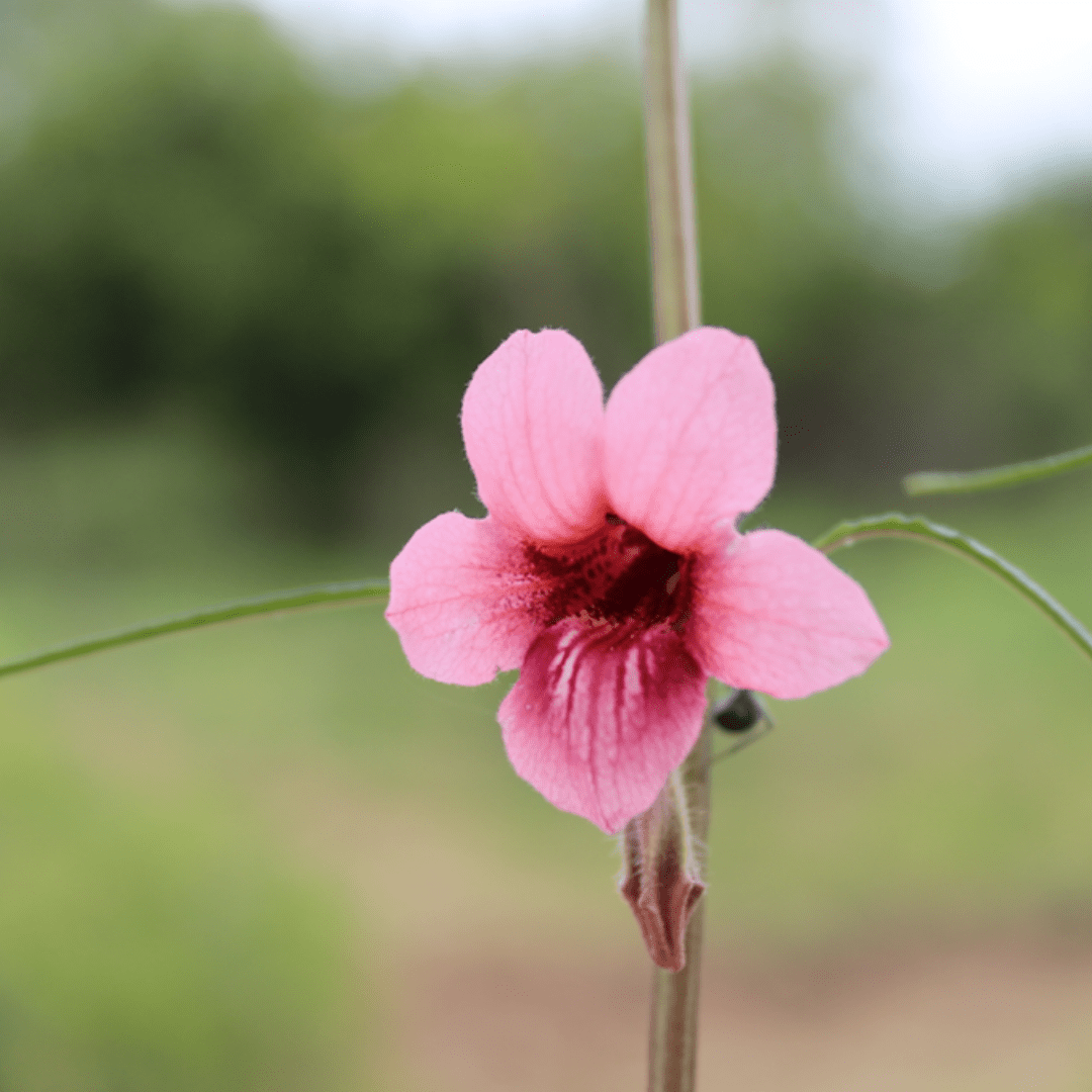 flowers of kruger park_Wild Sesame