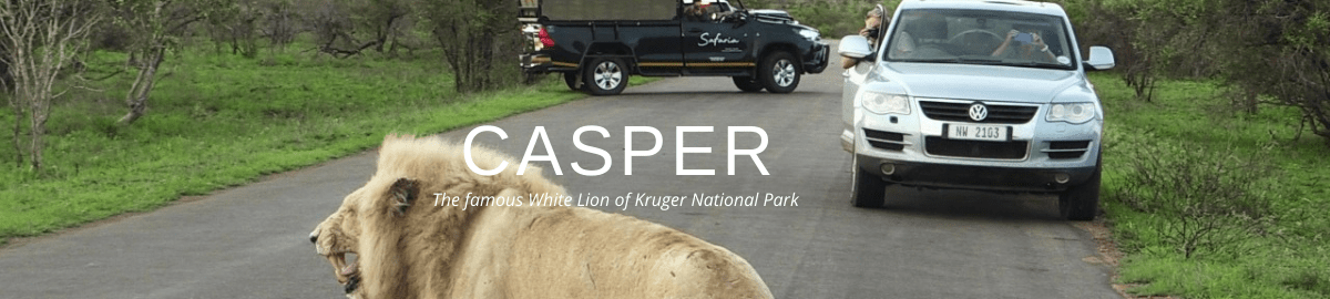 Casper White Lion Kruger National Park