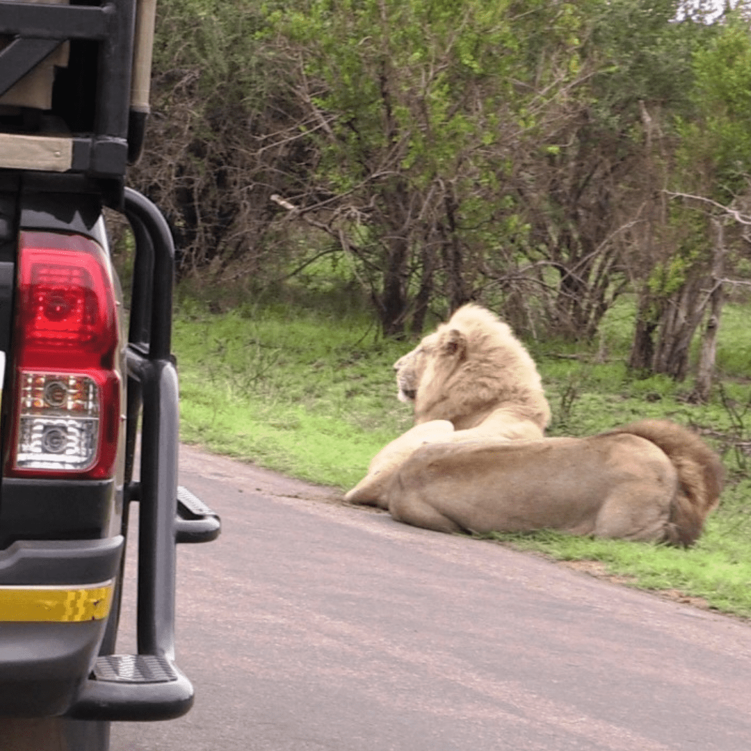 Casper the Lion Safaria 2