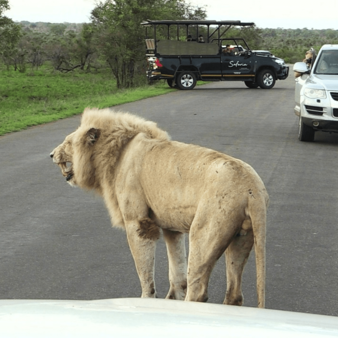 Casper the Lion Safaria