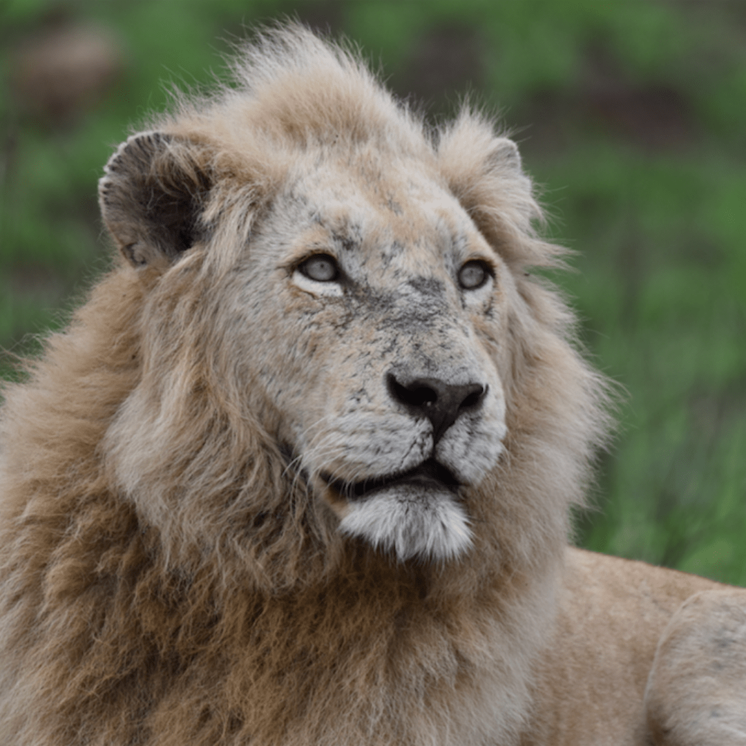 Casper_WhiteLion_KrugerPark_2