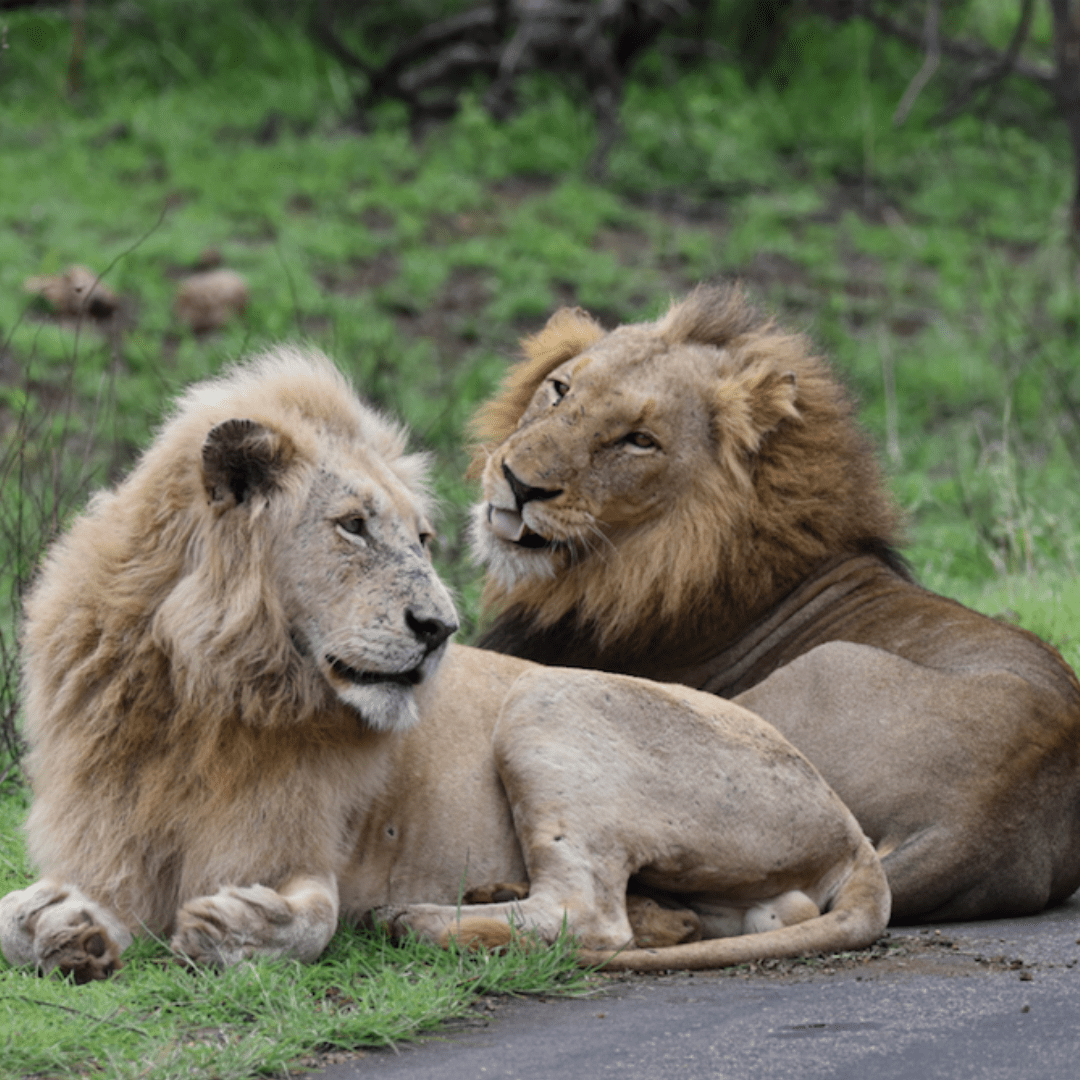 Casper_WhiteLion_KrugerPark_3