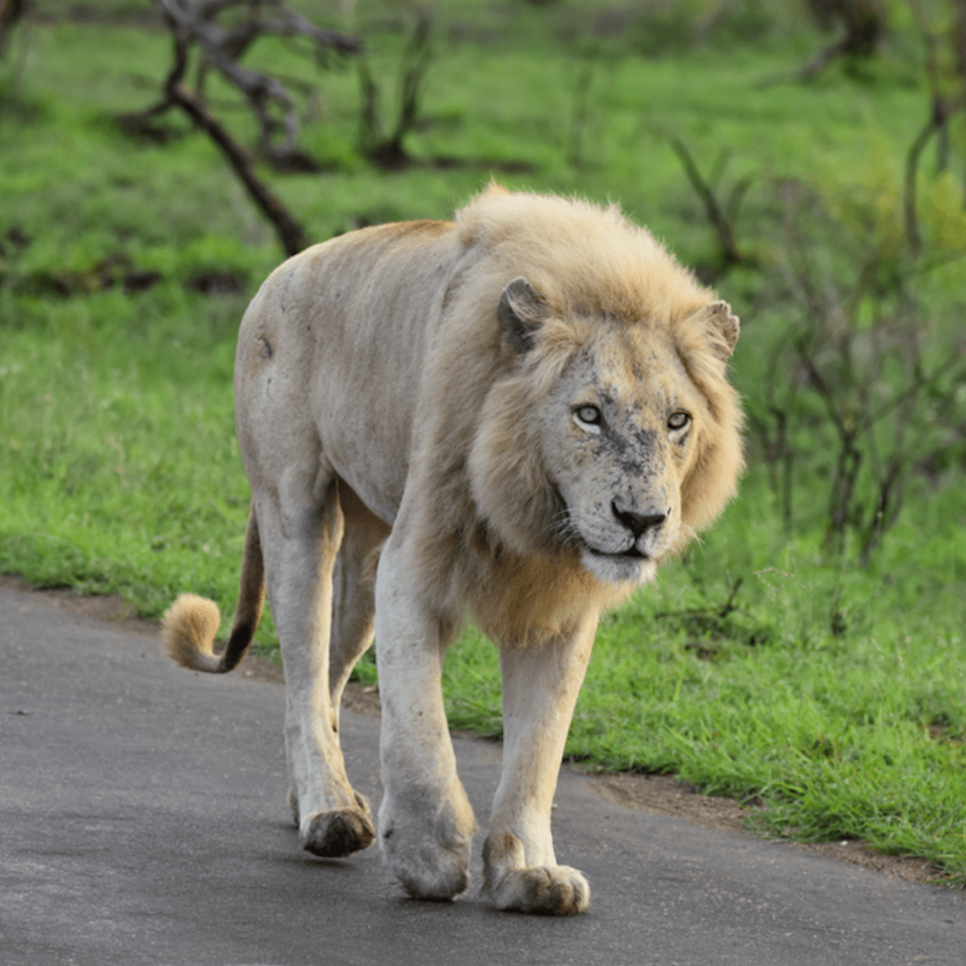 Casper_WhiteLion_KrugerPark_4