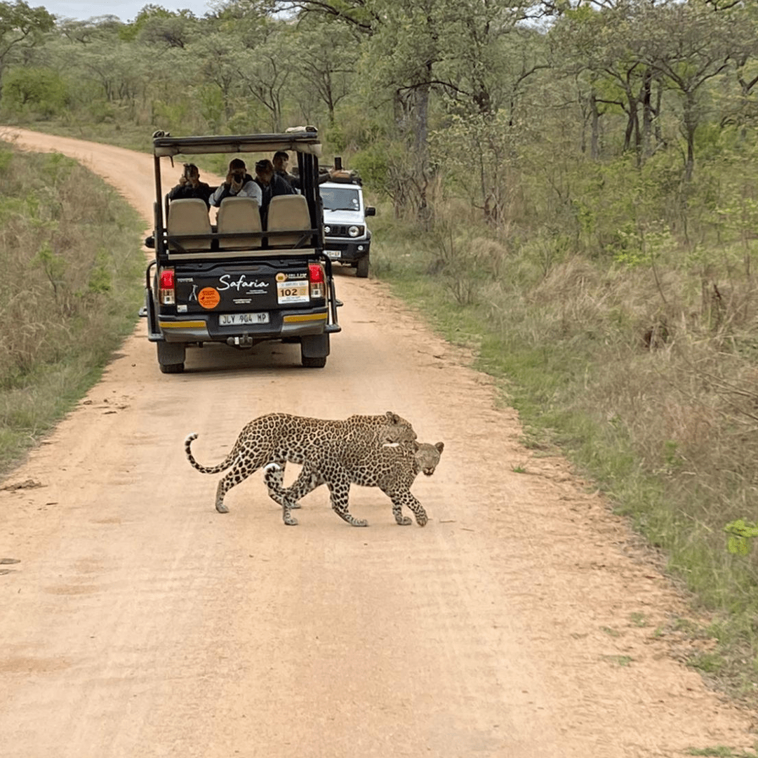 Safaria Leopard