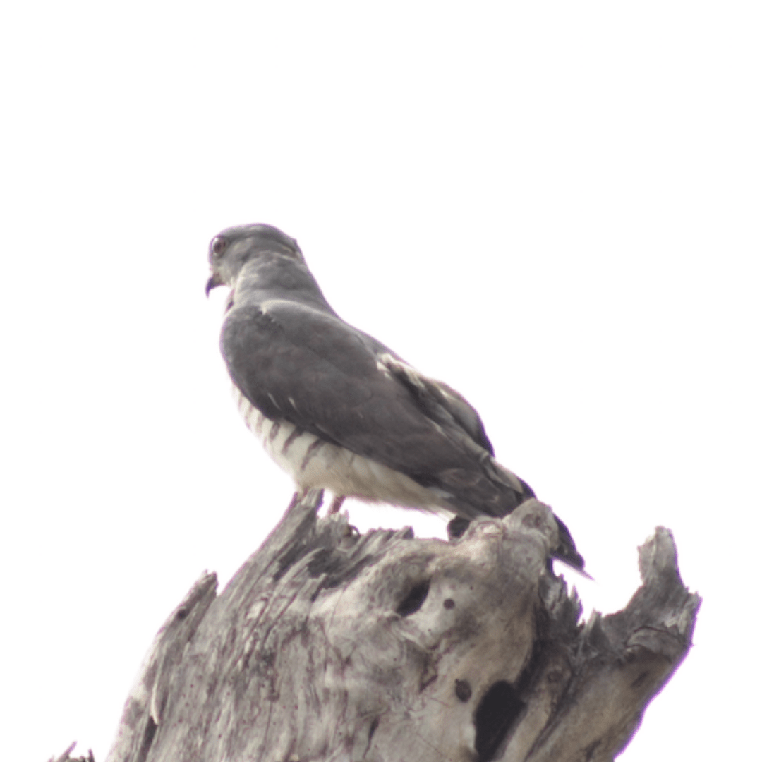 African Cuckoo Hawk