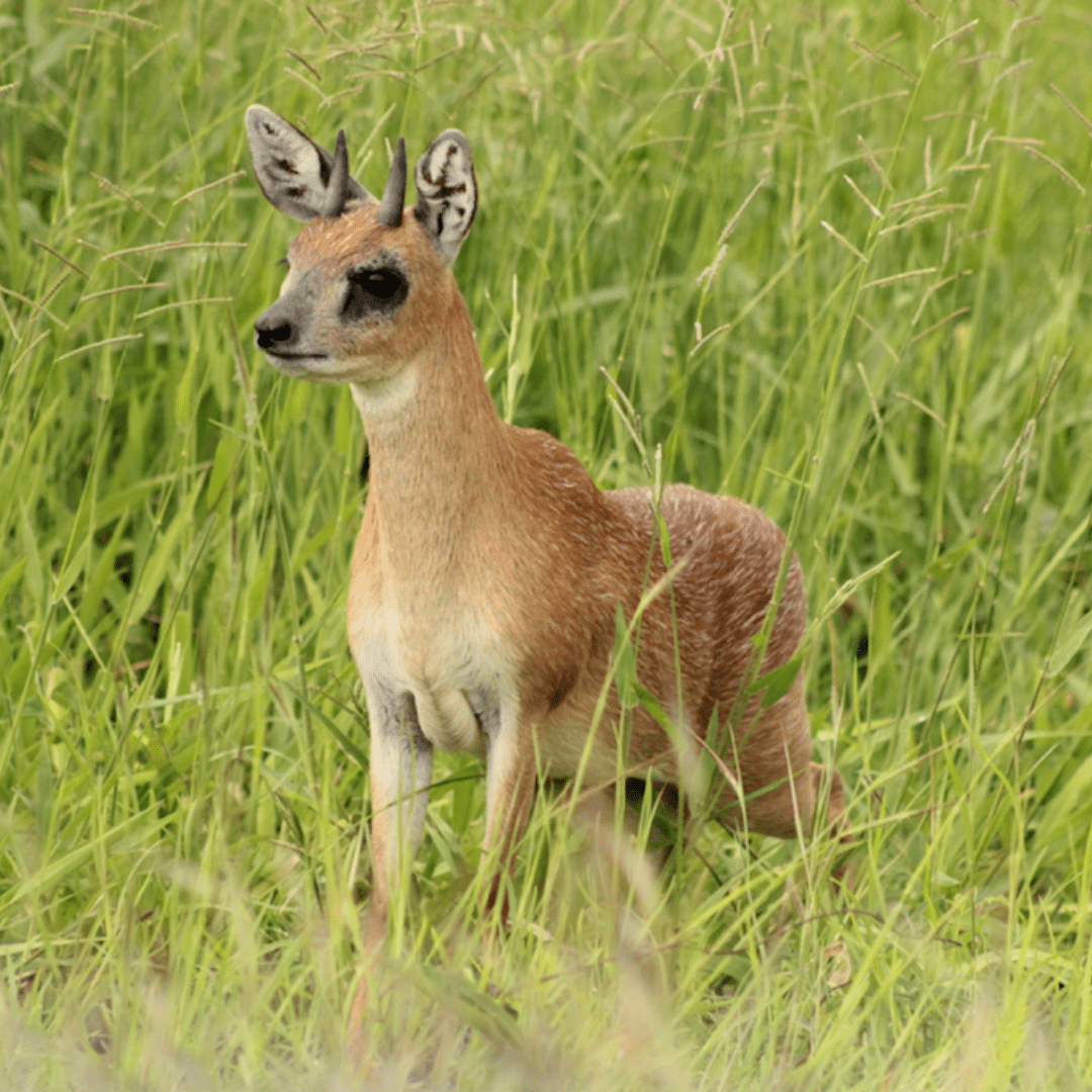 Sharpes Grysbok