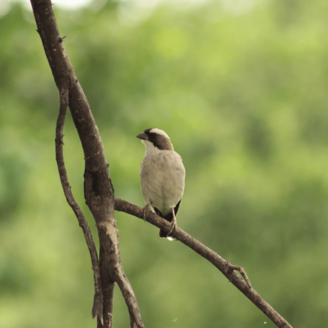 White browed Sparrow Weaver