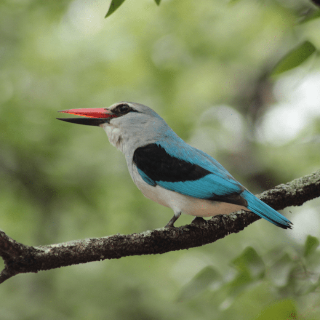 Woodland Kingfisher