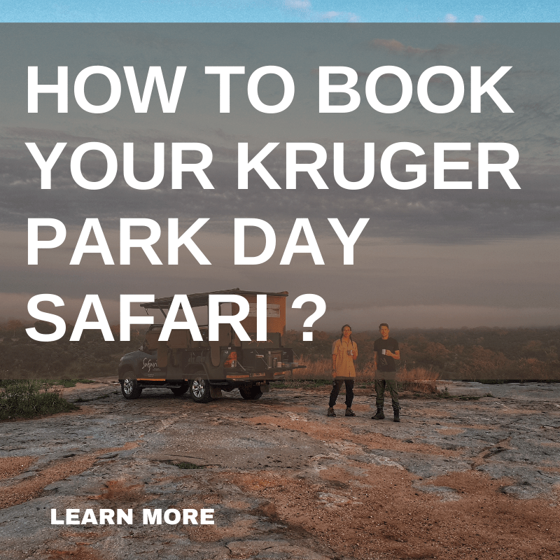 How to book your kruger day safari