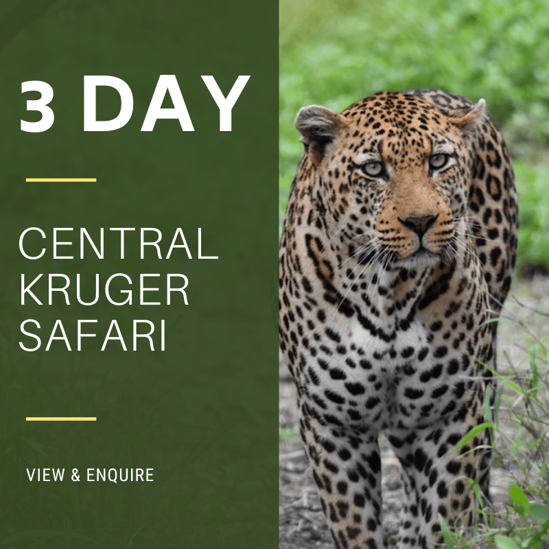 3 Day Kruger Safari