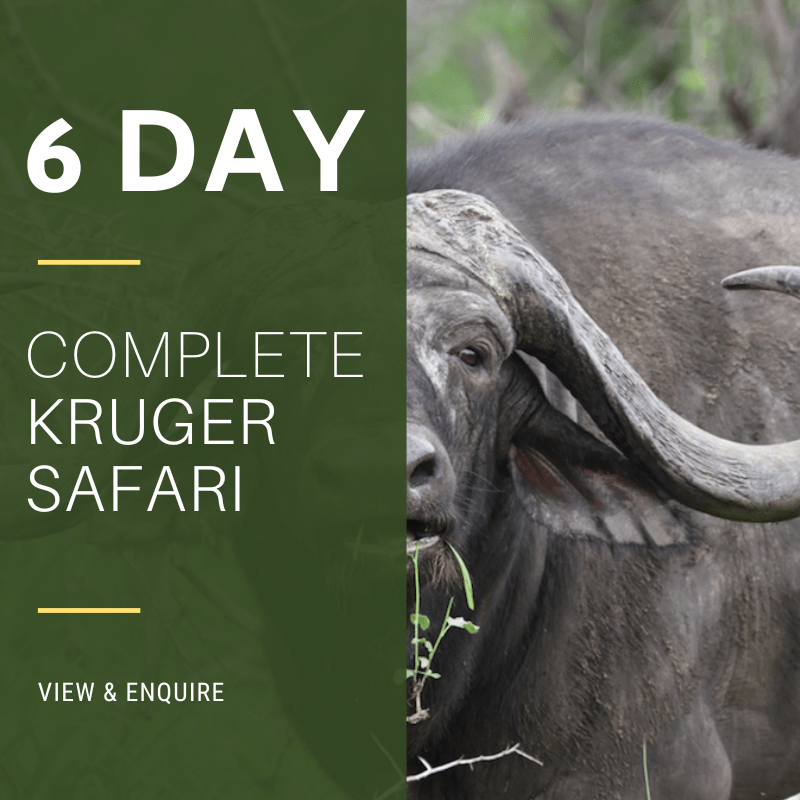 6 Day Kruger Safari