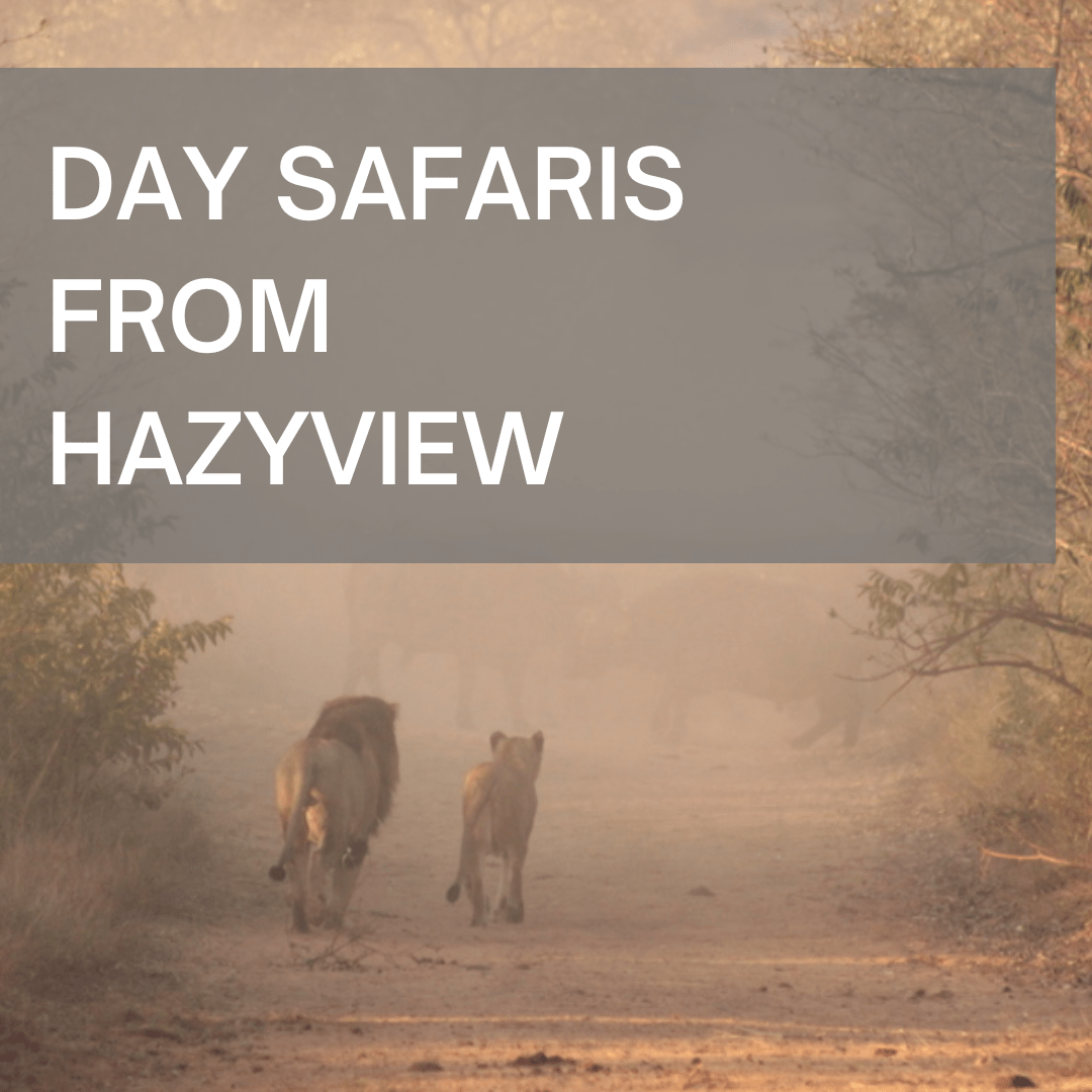 Day Safaris from Hazyview