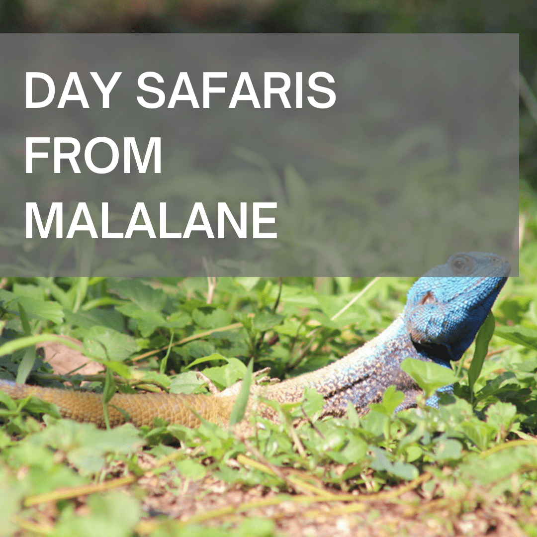 Day Safaris from Malalane