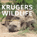 Krugers wildlife