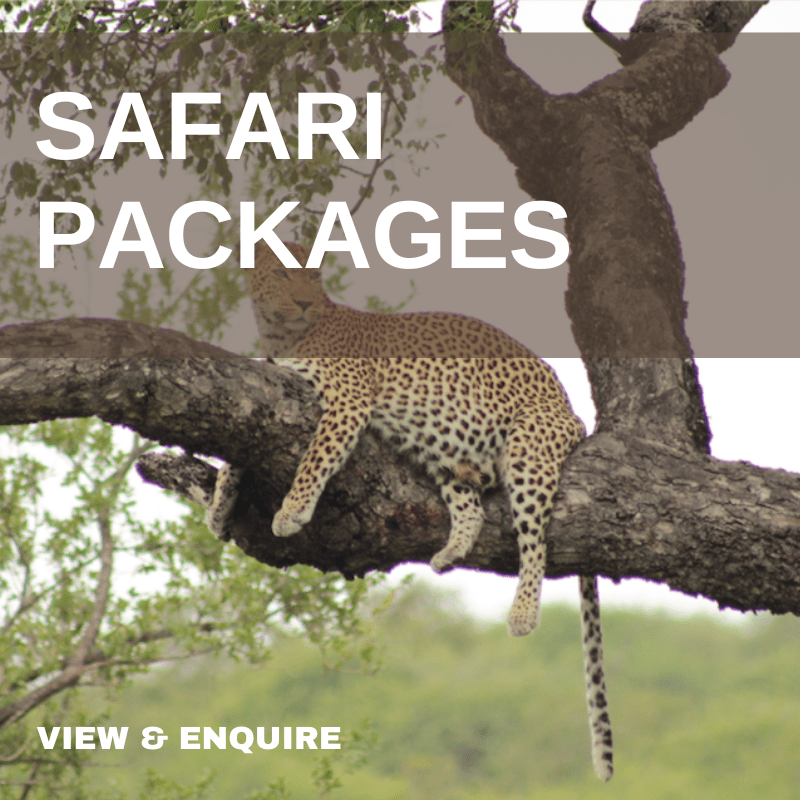 Safari Packages