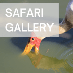 Safaria Gallery