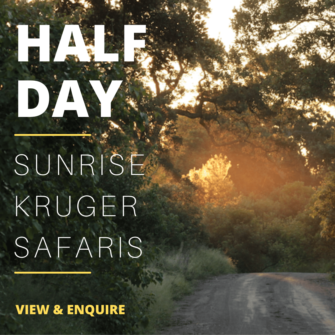 Sunrise Half Day Kruger Park Safari