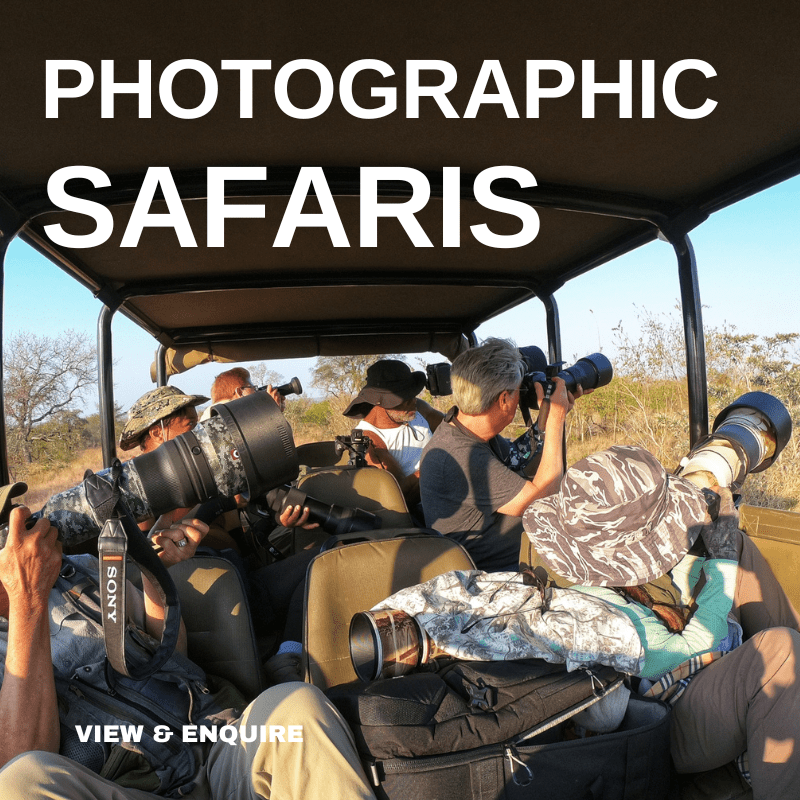 Kruger Photo Safaris