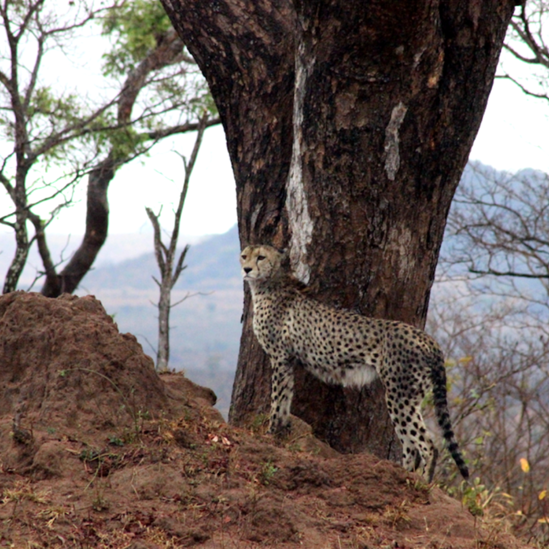 Safaria Cheetah