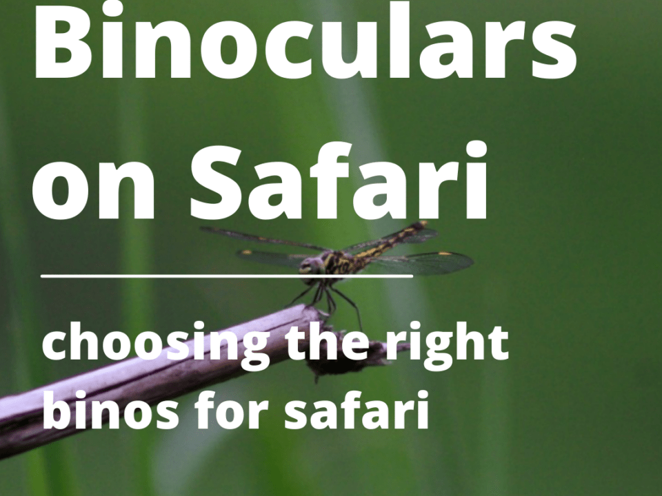 Which binoculars to Choose on Safari